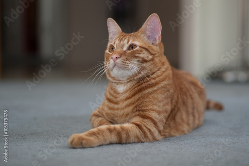 Striped Tabby cat looking left with one leg sticking out. 