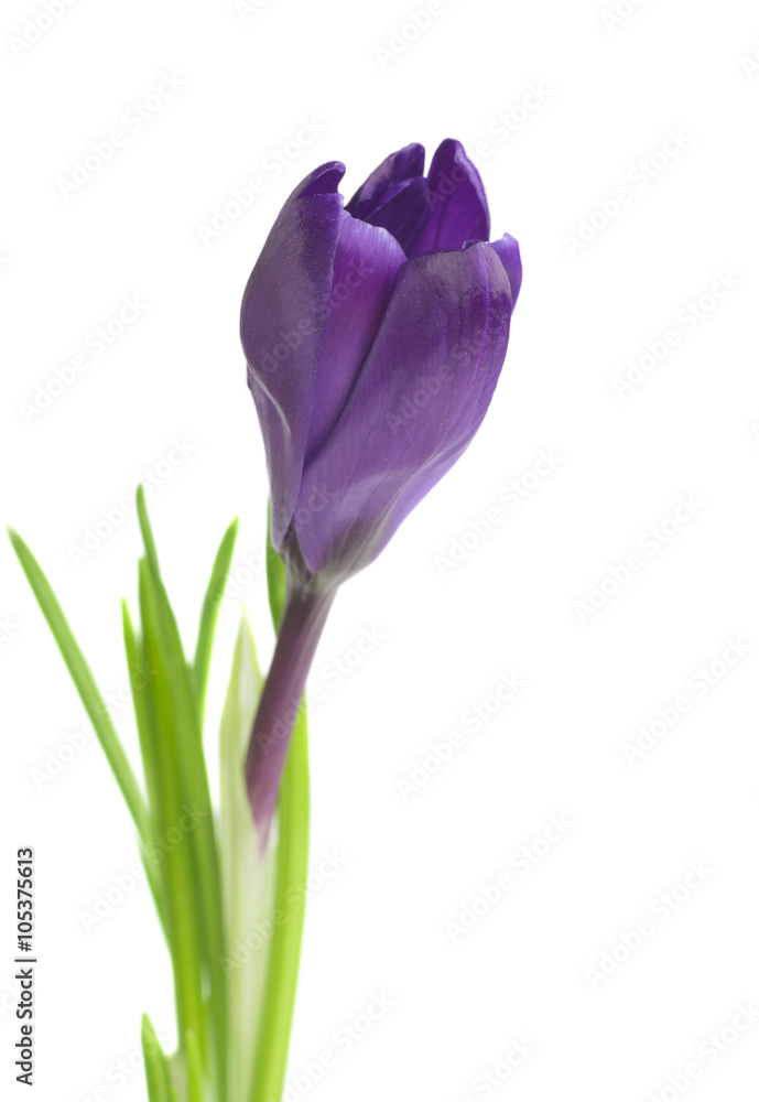 Crocus flower in the spring isolated on white Crocus flower in the spring isolated on white