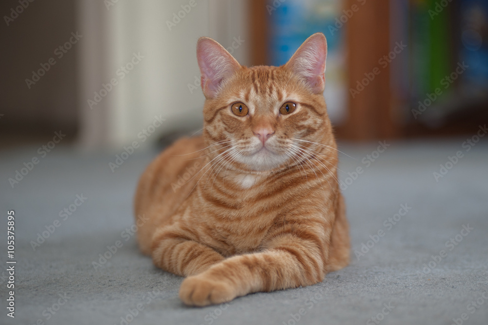 Striped Tabby cat looking forward with one leg sticking out. 