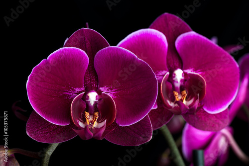 Fototapeta Naklejka Na Ścianę i Meble -  dunkle lila Phalaenopsis Orchidee