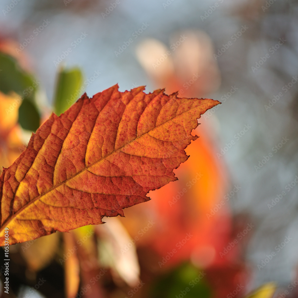 Obraz premium tree branches with autumn leaves