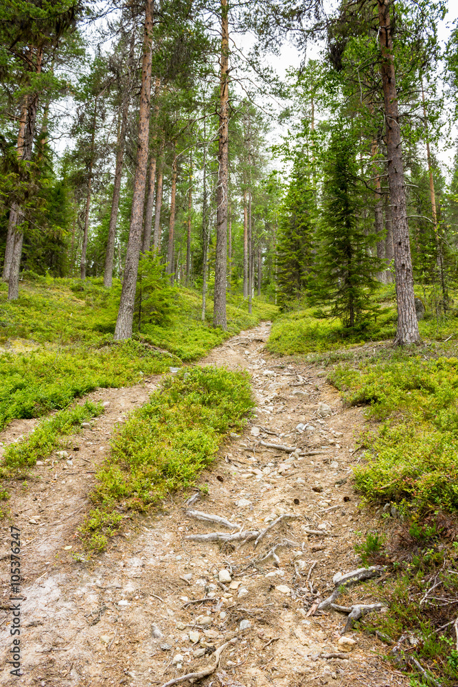 Uphill path in the woods Uphill path in the woods