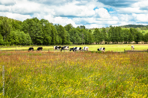Landscape with cows grazing on a summer meadow