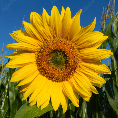 Fototapeta Naklejka Na Ścianę i Meble -  strahlende Sonnenblume