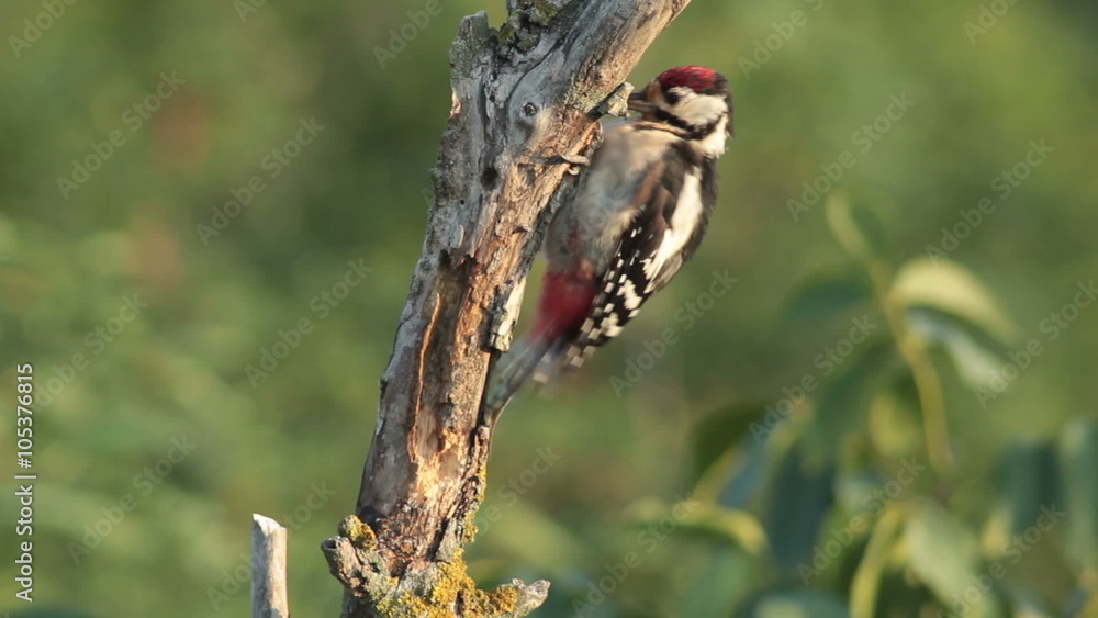 Great spotted woodpecker finding insects and perching on old tree in the forest. The branch is above forest foliage and blurred green background. Great spotted woodpecker finding insects and perching on old tree in the forest. The branch is above forest foliage and blurred green background.