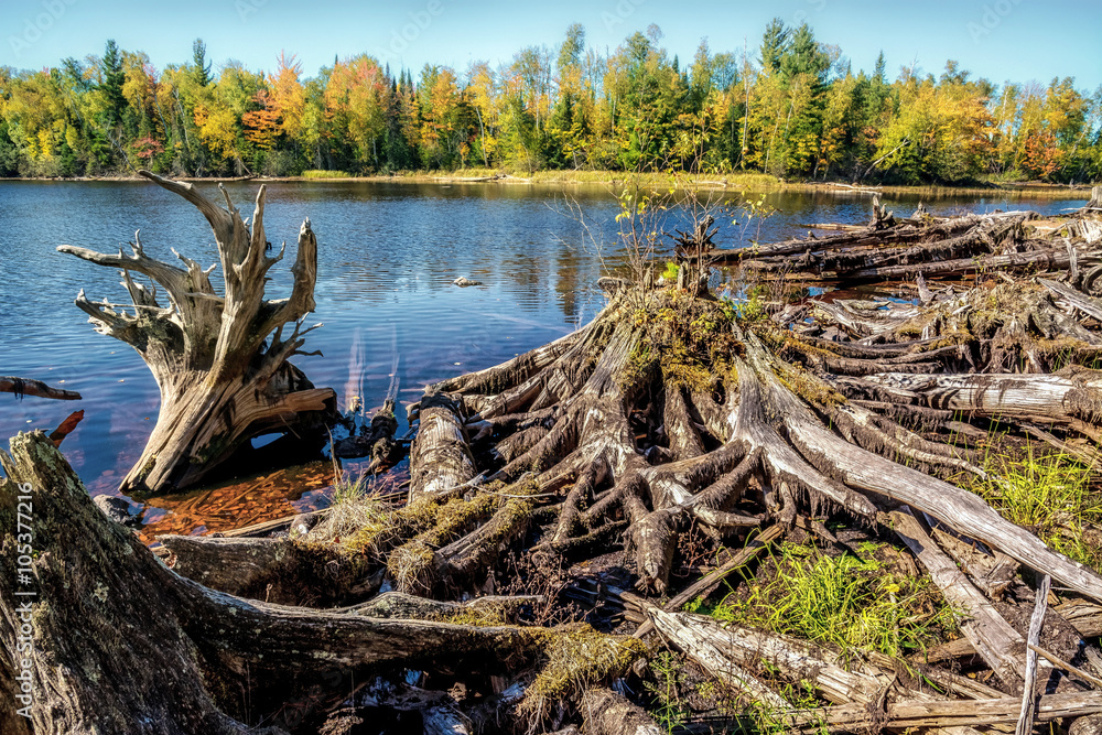 Drawdown of Moose Lake reveals stumps and logs along the shoreline. Drawdown of Moose Lake reveals stumps and logs along the shoreline.