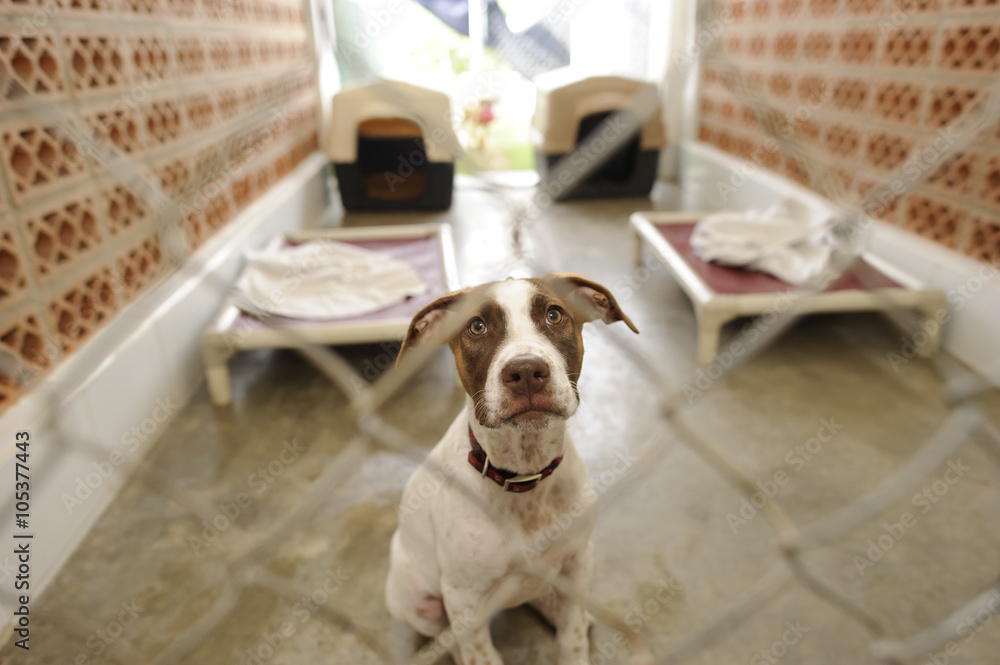Animal shelter dogs. Dog shelter.