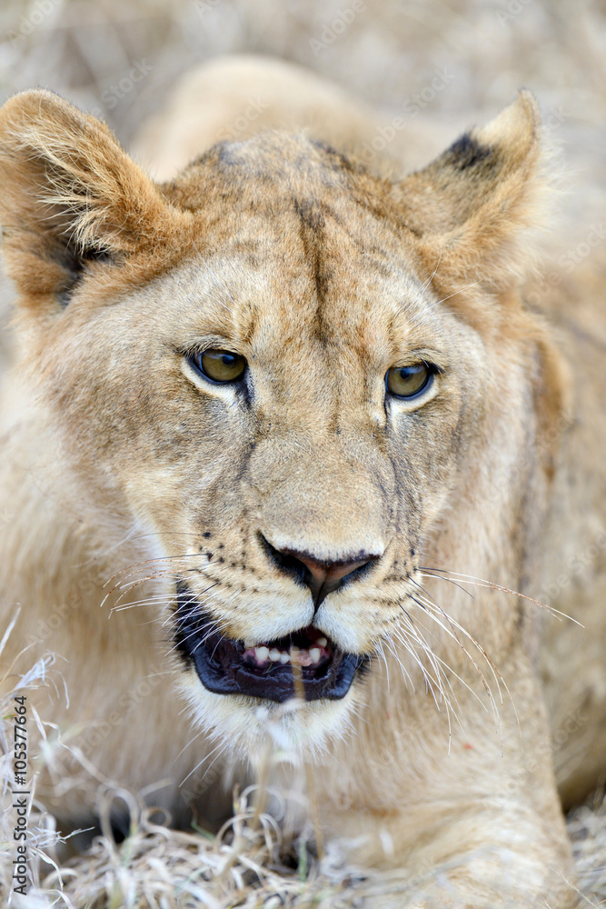 Obraz premium Close lion in National park of Kenya