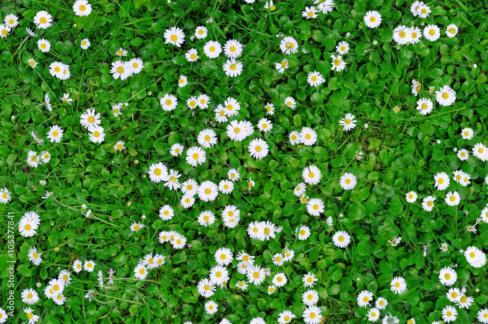 Spring green grass texture with flowers - obrazy, fototapety, plakaty 
