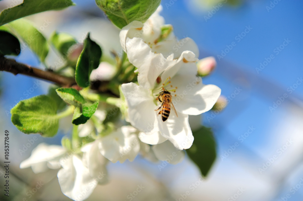 Obraz premium Blossoming tree brunch with white flowers