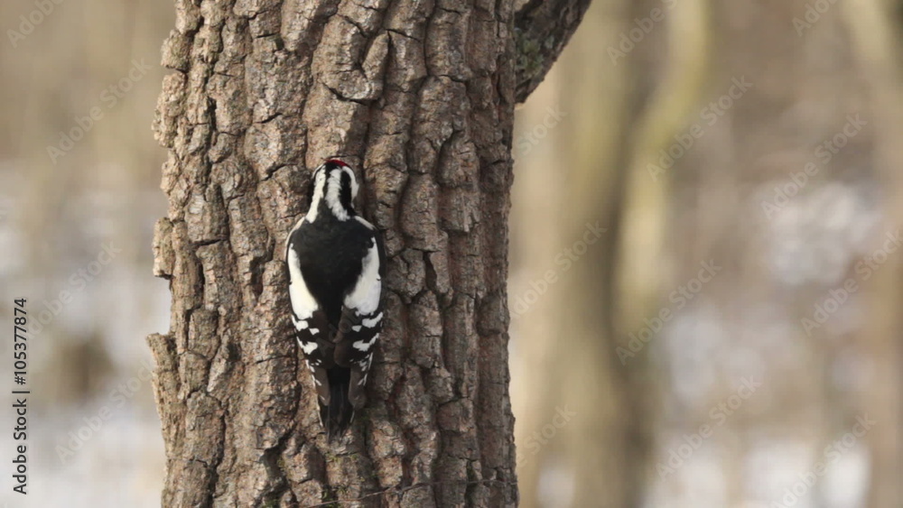 Great spotted woodpecker finding insects on a old tree in the winter in oak forest Great spotted woodpecker finding insects on a old tree in the winter in oak forest