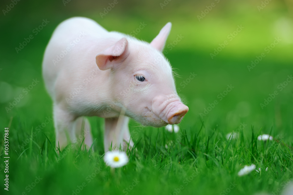 Young pig on grass Young pig on grass