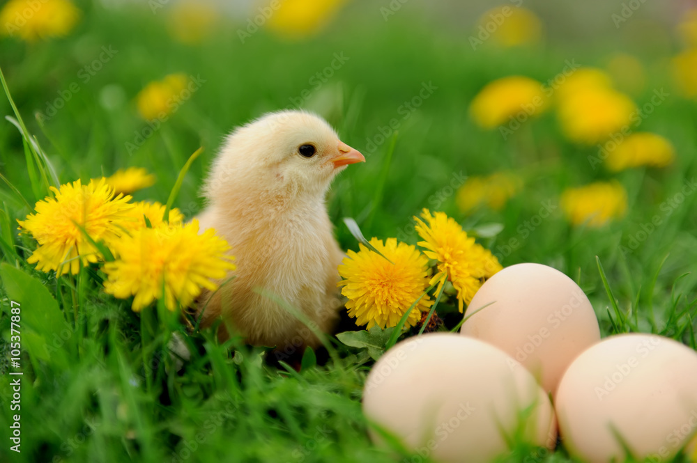 Little chickens on a grass