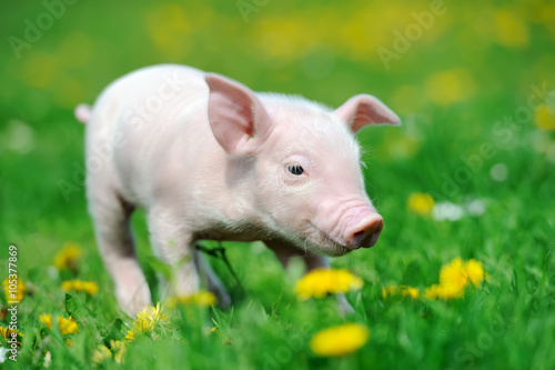 Young pig on grass