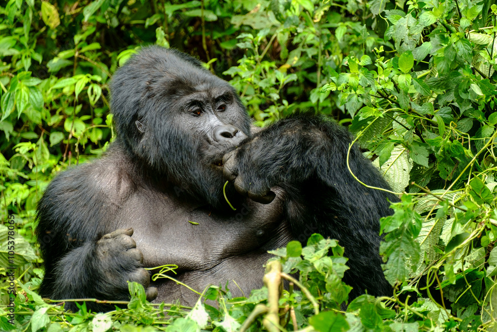 Naklejka premium Gorilla 18