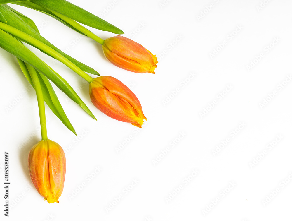 Three orange tulips on white