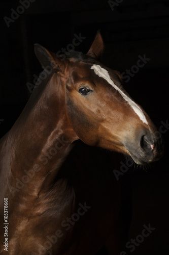 Portrait of a bay horse