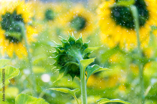 Close-up watering sunflower field at morning photo