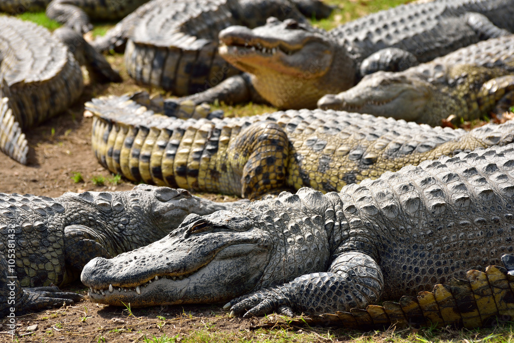 Group of crocodiles in crocodile farm Hamat Gader in Israel. Group of crocodiles in crocodile farm Hamat Gader in Israel.
