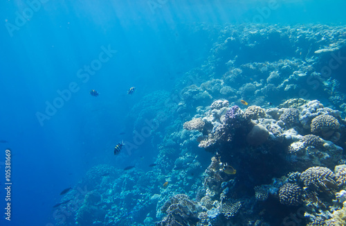 coral colony on a reef © Alexstar