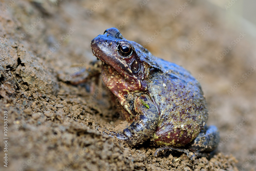 Common frog (Rana temporaria). Colourful amphibian in the family Ranidae, gravid female ready to lay eggs Common frog (Rana temporaria). Colourful amphibian in the family Ranidae, gravid female ready to lay eggs