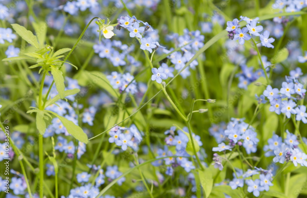 Forget-me-not. A background from many beautiful Myosotis arvensi Forget-me-not. A background from many beautiful Myosotis arvensi