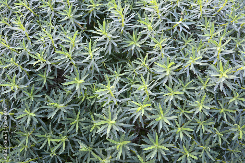 Tree spurge (Euphorbia dendroides) Tree spurge (Euphorbia dendroides)