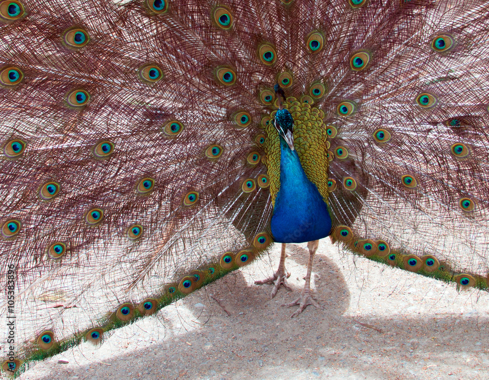 Obraz premium Peacock in the Mountains near Adelaide Australia
