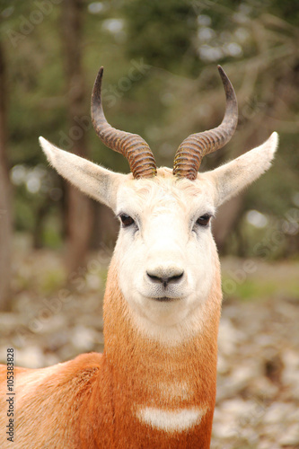 Dama gazelle Portrait