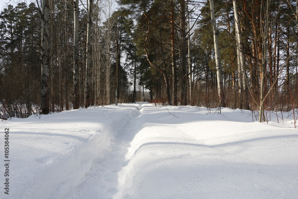 Дорожка в снегу между деревьями зимним солнечным днем