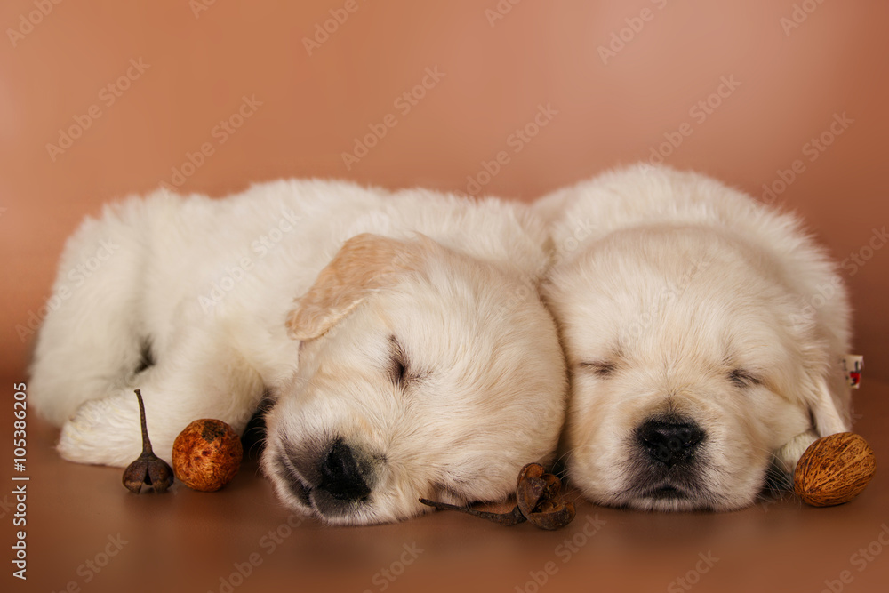 couple of adorable sleeping puppies couple of adorable sleeping puppies