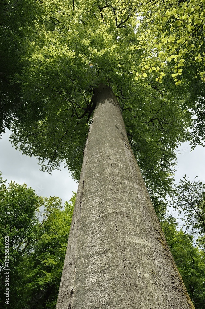 futaie tronc hêtre remarquable Lyons la forêt Normandie StockFoto
