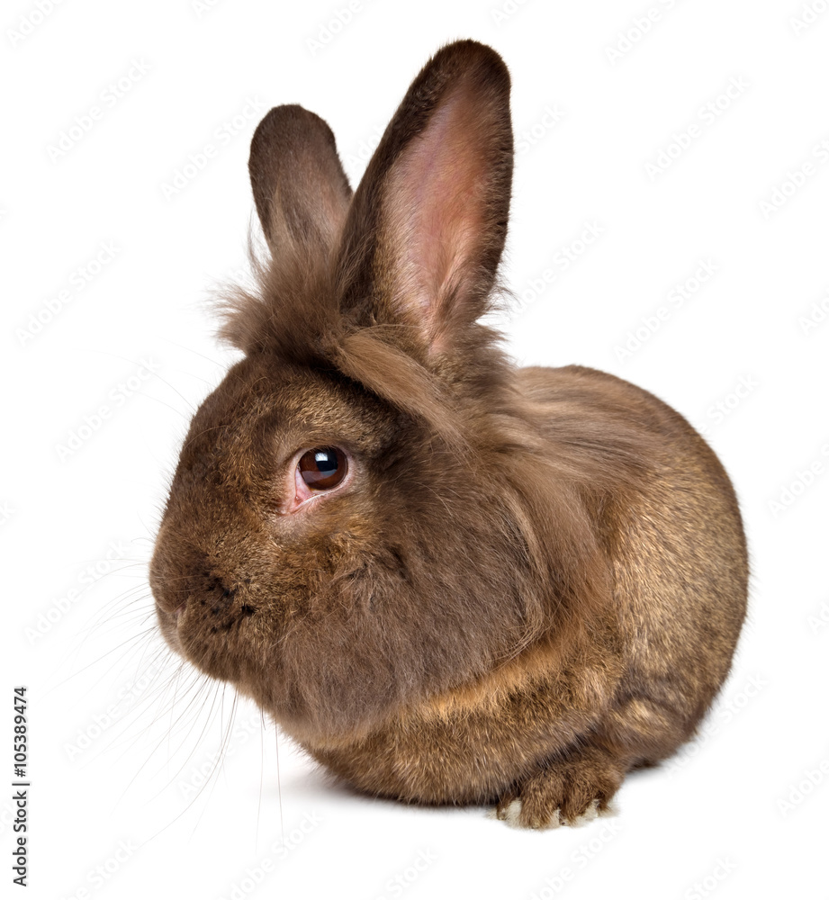 Chocolate lionhead rabbit online