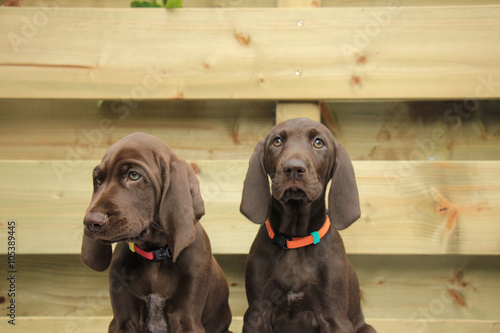 German Shorthaired Pointer Sisters