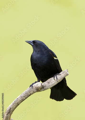 Redwing Blackbird (Agelaius p;hoeniceus) photo