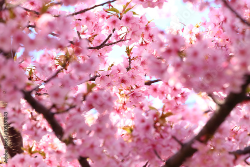 Pink cherry blossoms in spring