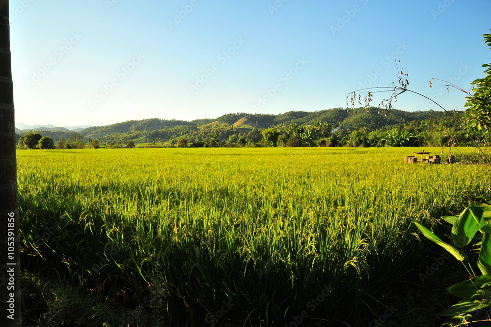 Rice Paddy Fields in Green Season