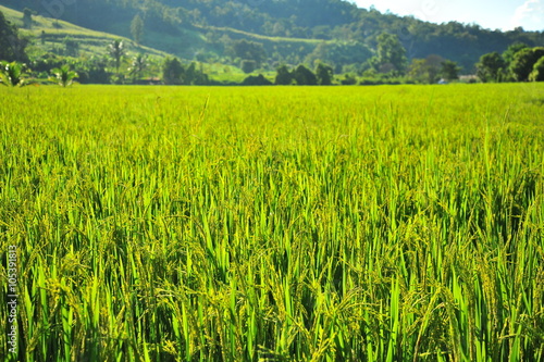 Rice Paddy Fields in Green Season