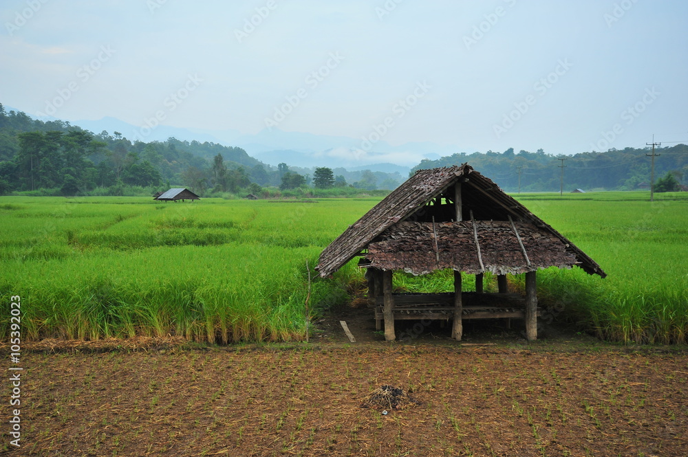 Rice Paddy Fields in Green Season Rice Paddy Fields in Green Season