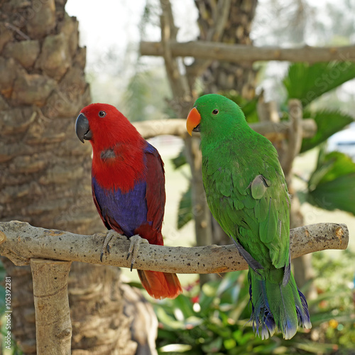 eclectus parrot (eclectus roratus)