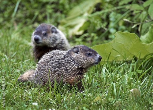 Baby Woodchuck (Marmota monax) grazing on grass and weeds.