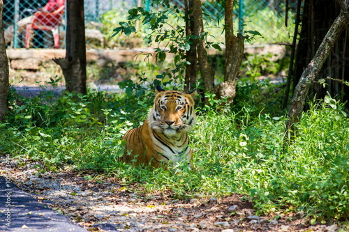 Fototapeta Naklejka Na Ścianę i Meble -  Tiger in a national park in India. These national treasures are now being protected, but due to urban growth they will never be able to roam India as they used to. 