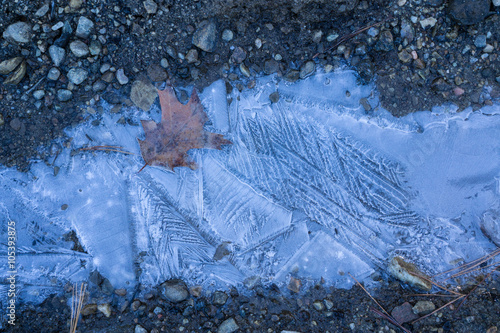 Frozen Leaf in Ice