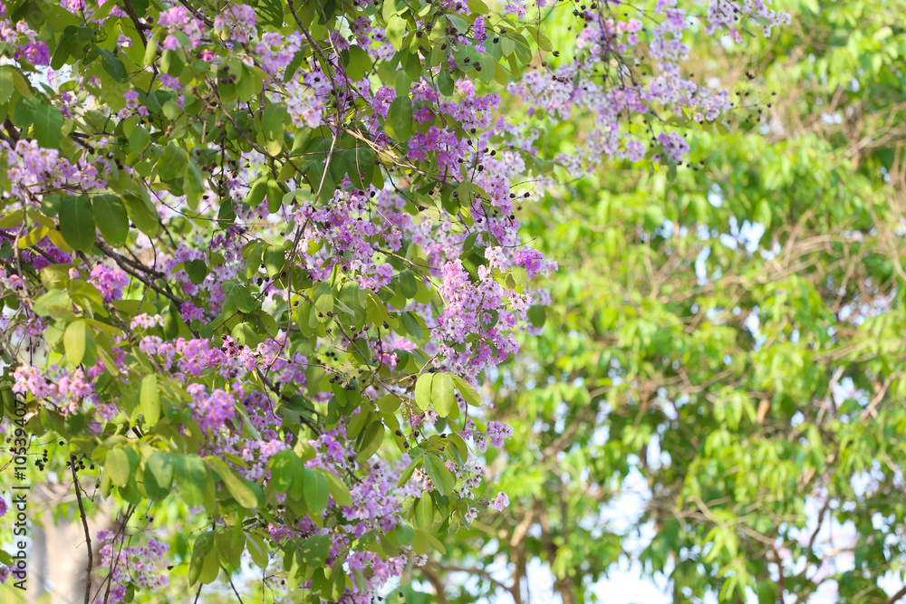 Obraz premium Lagerstroemia speciosa or tabak tree in Thailand,Perennial plant