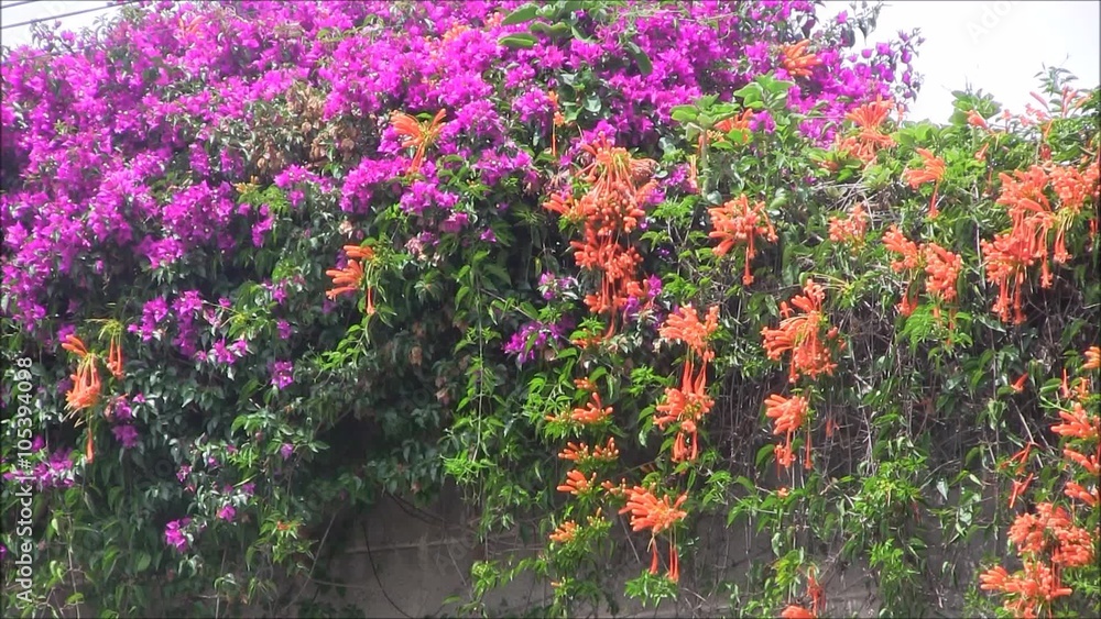Colorful Bougainvillea flowers richly growing up a wall together with the orange Bignonia de Invierno. Colorful Bougainvillea flowers richly growing up a wall together with the orange Bignonia de Invierno.