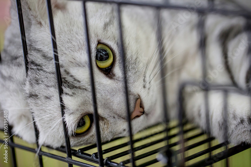 Fototapeta Naklejka Na Ścianę i Meble -  American shot hair cat looking from the cage