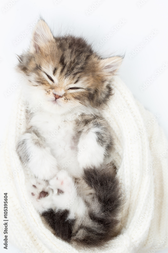 Little Persian tabby kitten sleeping on wool hat