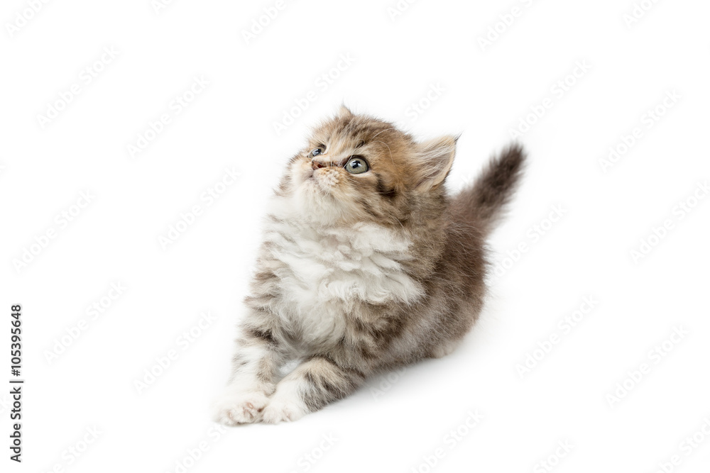 Little Persian tabby kitten looking up on isolated background