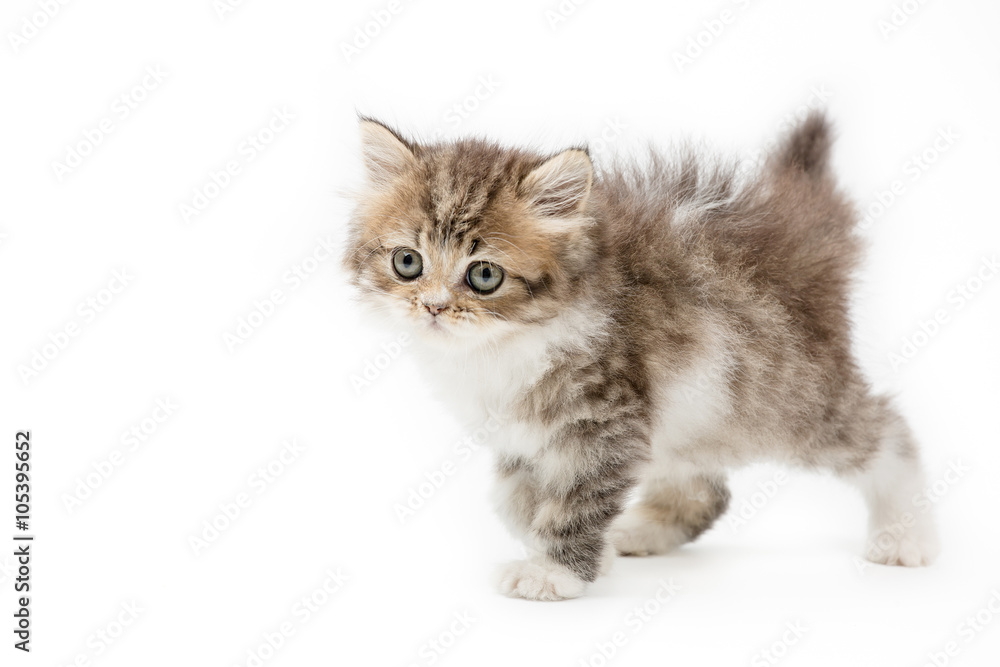 Little Persian tabby kitten looking up on isolated background