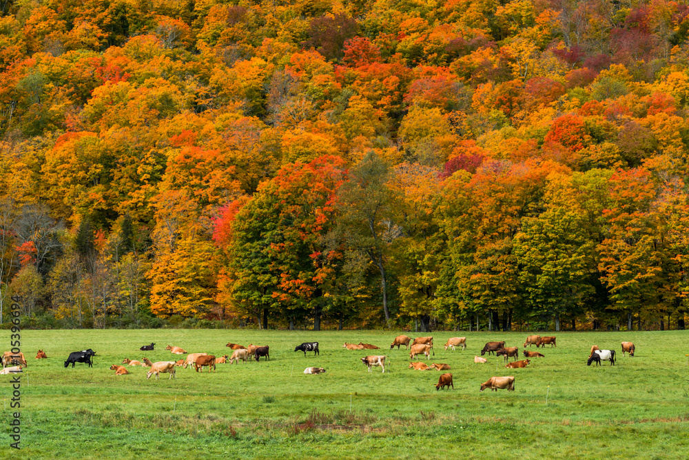 Vermont in peak foliage season Stock Photo Adobe Stock